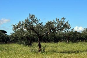 Cuento del árbol de los problemas