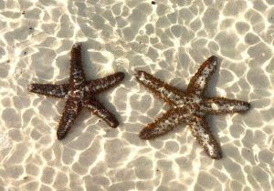 El cuento de las estrellas de mar