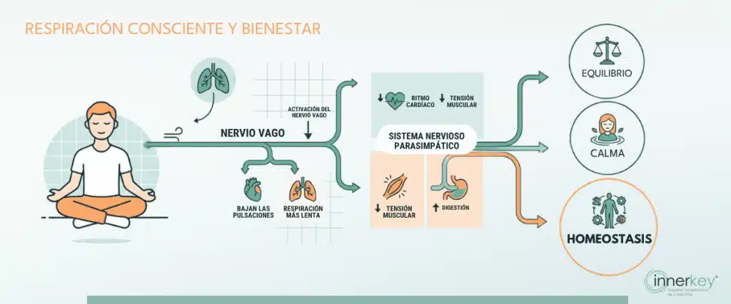 respiracion consciente nervio vago
